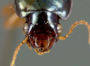 Media type: image;   Entomology 22026 Aspect: head frontal view